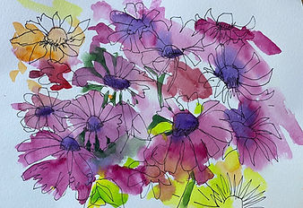 echinacea.jpeg