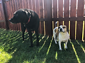 Happydahg | Dog Daycare, Boarding, and Training | 1722 264th Ave NE Redmond 98053