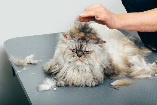 Grooming for Senior Pets