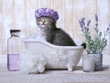 Cat Yoga: The Ultimate Cat Spa Day Activity for Feline Wellness and Bonding