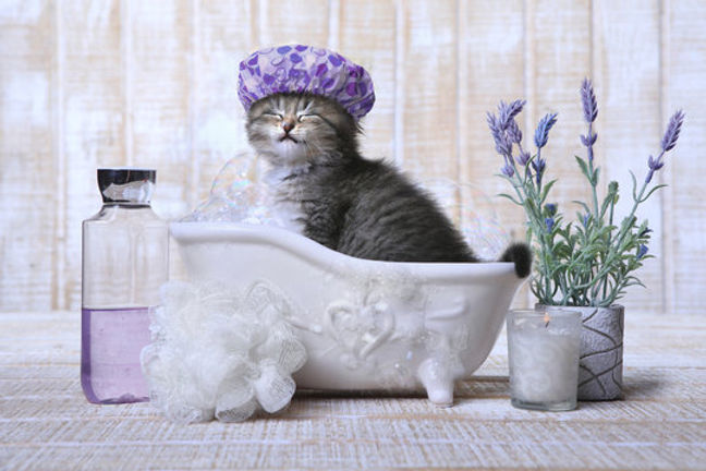 DIY Kitten Grooming Homemade Remedies and Tools for a Spa Day at Home