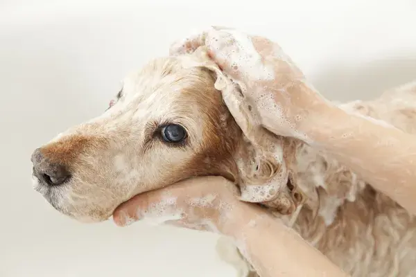 Grooming for Senior Pets