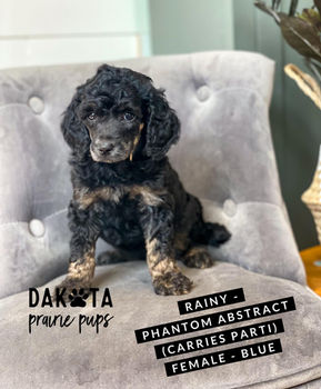 Red Apricot Phantom Sable Parti Moyen Poodle Puppy For Sale South Dakota Minnesota Iowa Nebraska Wisconsin Midwest