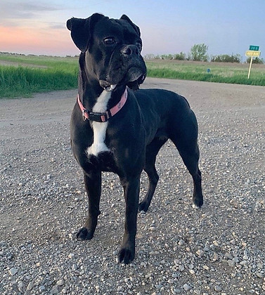 Boxer puppies for sale south dakota north dakota minnesota iowa nebraska midwest