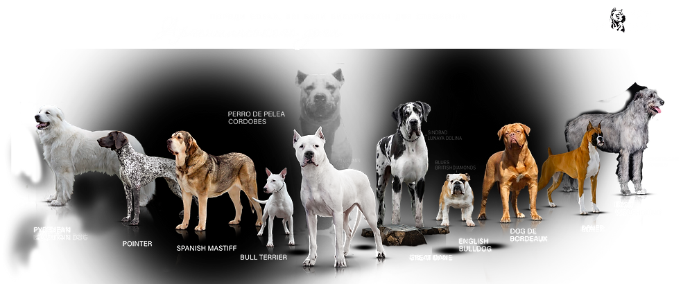презентация породы.png