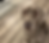 Silver Lab Puppies for Sale