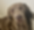 Silver Lab Puppies for Sale