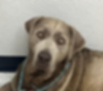 Silver Lab Puppies for Sale