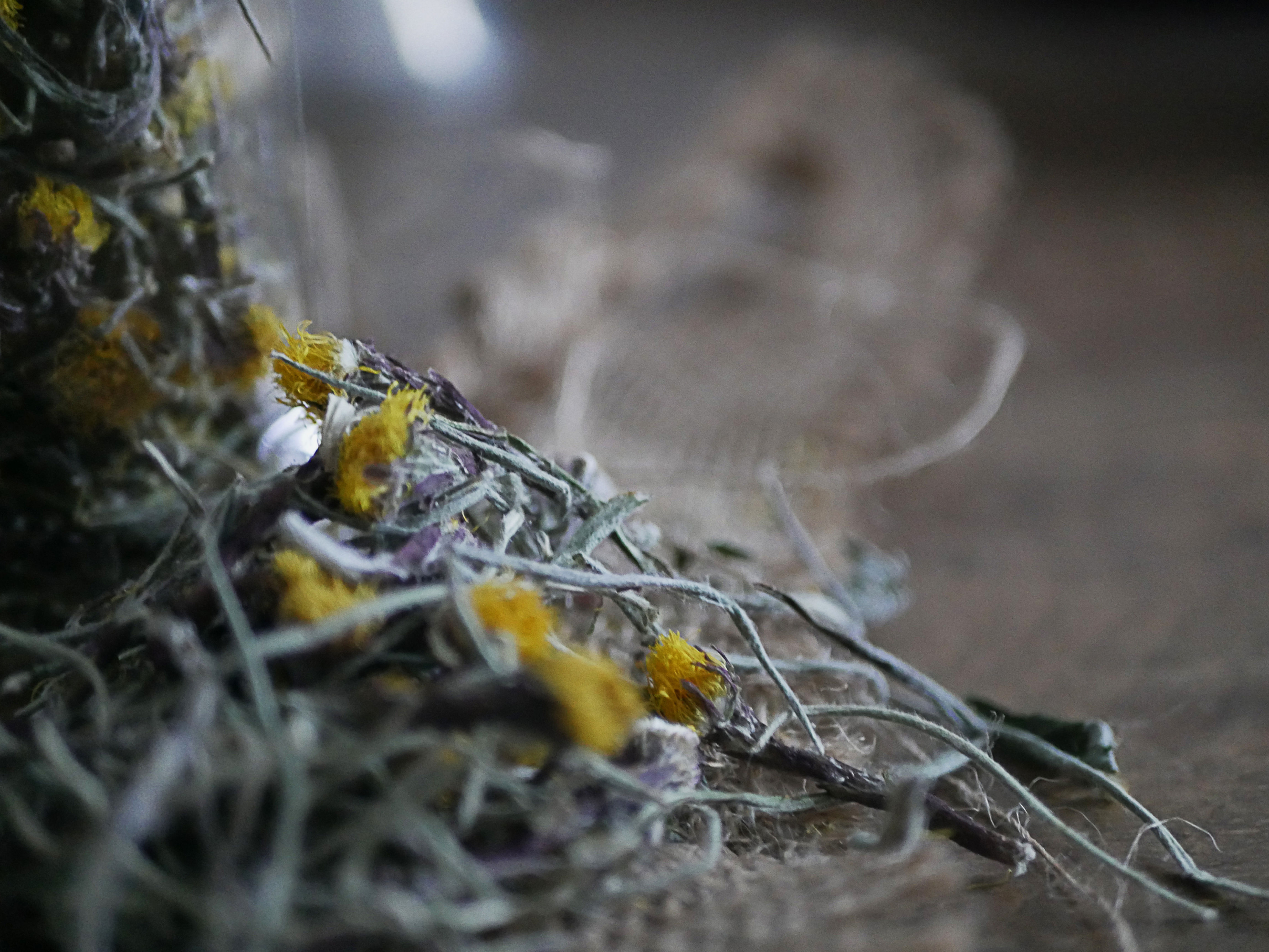 Tussilage & Feuilles d'immortelle