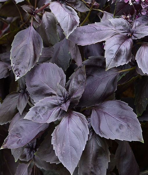 Basilic - Pourpre