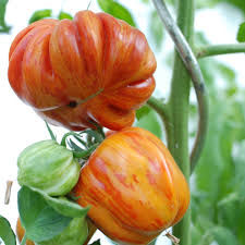 Tomate - German Striped