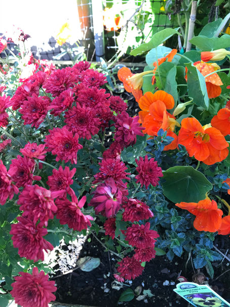 A Garden Tale