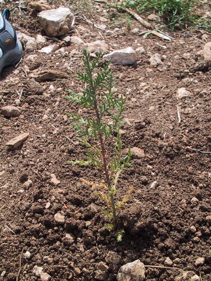 Trees - the blessing of planting