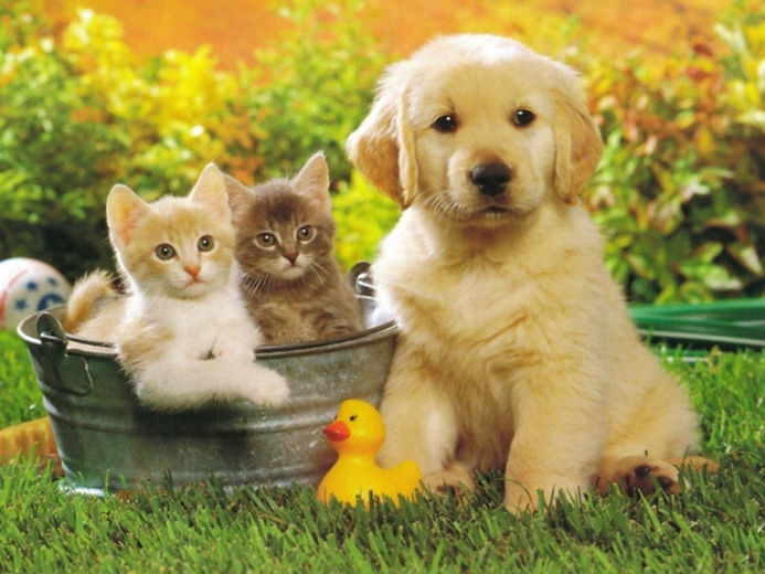 perros_y_gatos-adoptar-consejos-cuidados