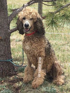 プードル イン アメリカ Poodles in America プードル イン アメリカ Poodles in America プードル イン アメリカ