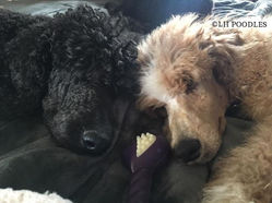 Colorado Poodles | Phantom Brindle Tri | Le Harrell's Standard Poodles