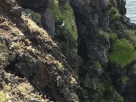 Heimaey Wanderung Nr. 2