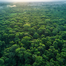 aerial-view-dense-forest-with-tall-trees-taken-from.jpg