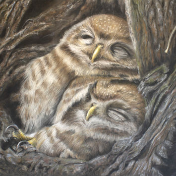 Sleepy Owls