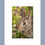 Thumbnail: Spring Bunny