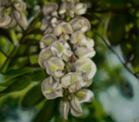 Black Locust Flower