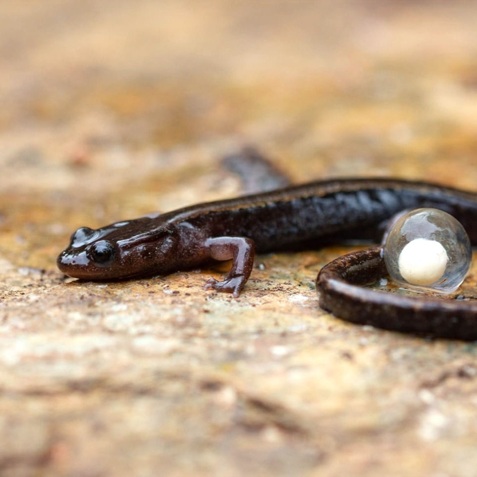 Gold-striped salamander (Chioglossa lusitanica)