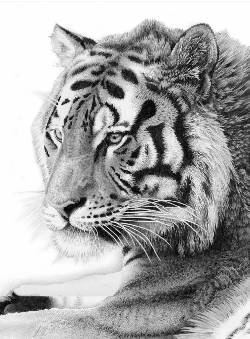 'Old Man of Tunguska' Amur Tiger by David Dancey-Wood