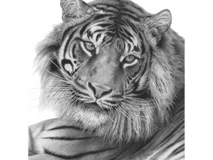Pencil drawing of a Sumatran Tiger looking directly at the viewer, by wildlife artist David Dancey-WoodDavid