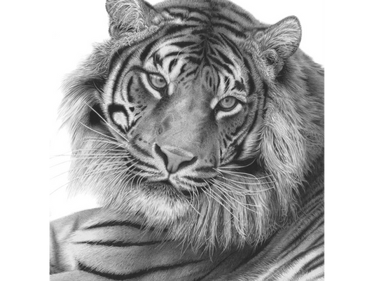 Pencil drawing of a Sumatran Tiger looking directly at the viewer, by wildlife artist David Dancey-WoodDavid