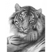 Pencil drawing of a Sumatran Tiger looking directly at the viewer, by wildlife artist David Dancey-WoodDavid 