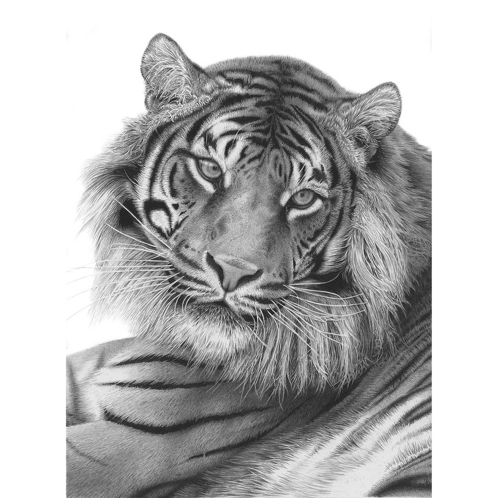 Close-up view of a detailed pencil drawing of a wolf's face