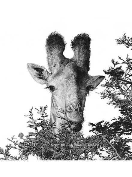 Original pencil drawings of mammals by David Dancey-Wood
