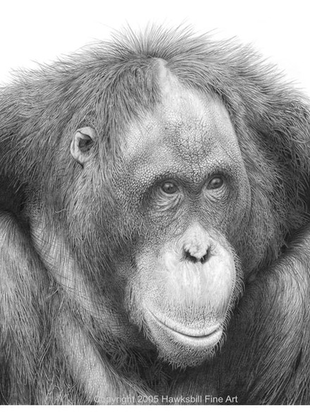 Original pencil drawings of primated by David Dancey-Wood