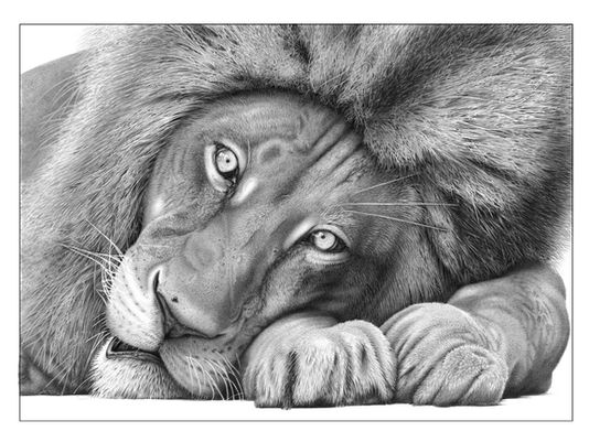 The Veteran (Male Lion) a limted edtion print from and original pencil drawing by David Dancey-Wood.