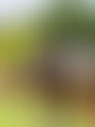 Casa de Campo Anuncia la Tercera Edición de la Copa de Polo Femenina