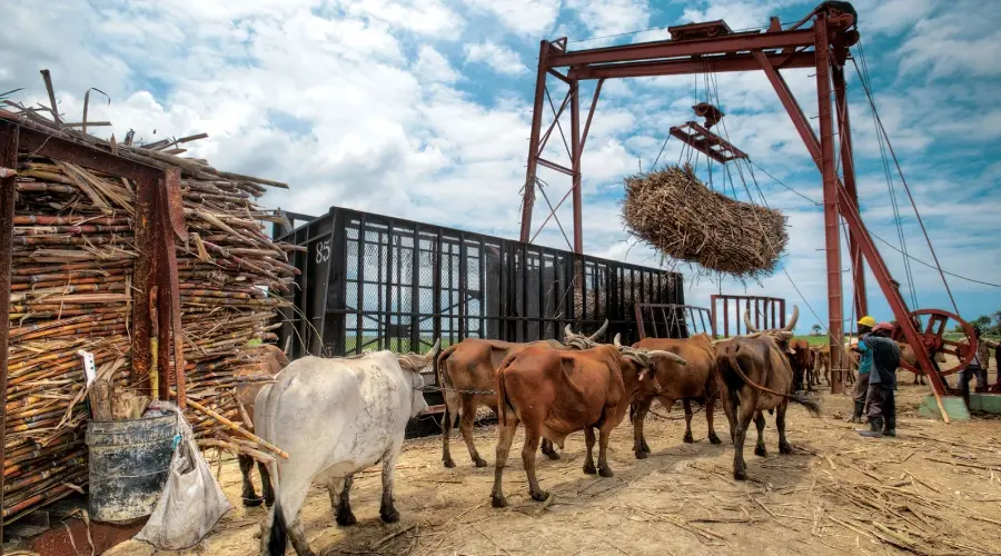 ¿Cómo se cultiva la caña de azúcar Aquí te cuento..