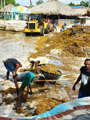 Sargazo invade Bayahibe y Caleta negocios y turismo de La Romana en crisis