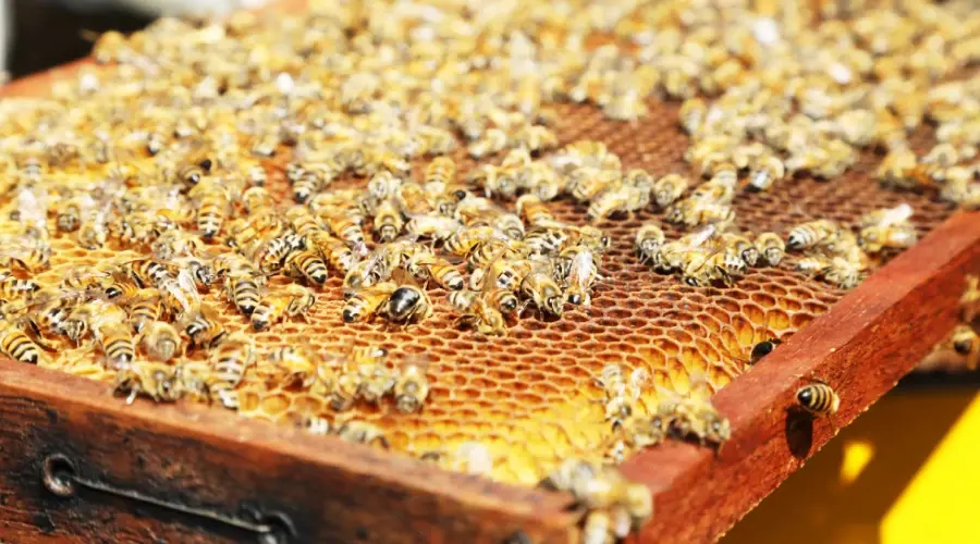 Apicultores de La Romana reciben cajas de abejas y capacitación a través del FEDA
