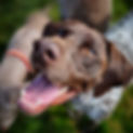 Stan - German Short HAired Pointer