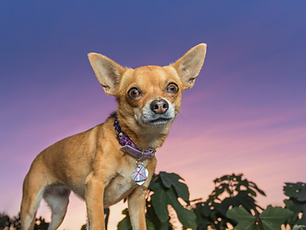 Screenshot 2026-01-08 at 9.41.06 AM.png