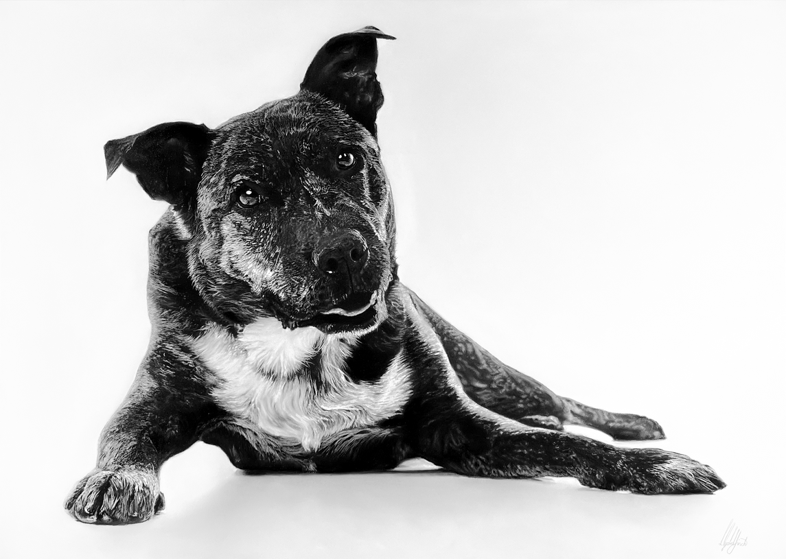 Juice the Staffordshire Terrier. Laying down situated in a plain white surrounding on a slightly reflective floor. Drawn in black and white pastel