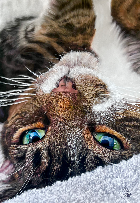 Hyperrealist Pastel Portrait drawing of Tabby cat laying on it's back by Luke Goldfinch