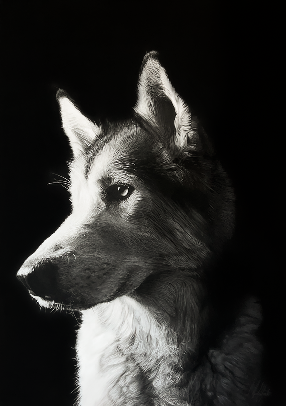 A highly realistic pastel portrait of Loki the Wolfdog in Black and White