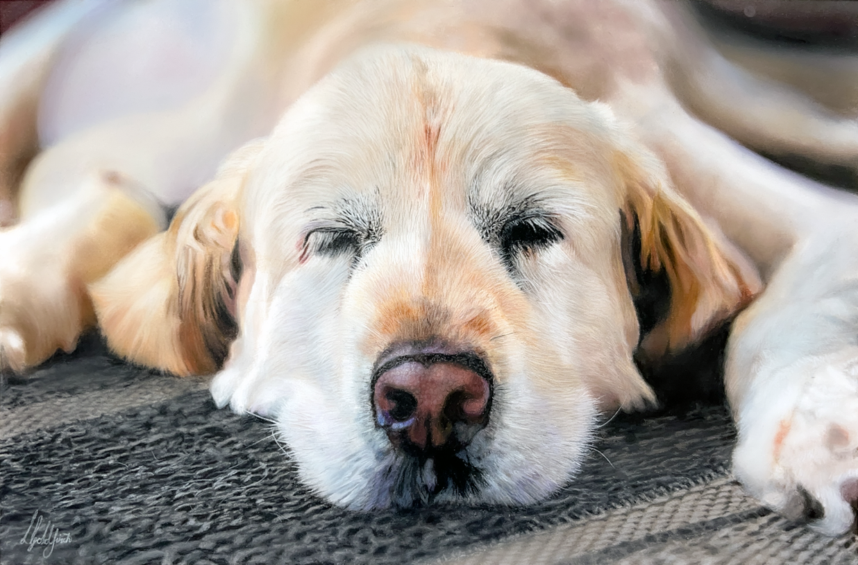 A highly realistic pastel portrait of Molly the Golden Retriever, laying on a rug