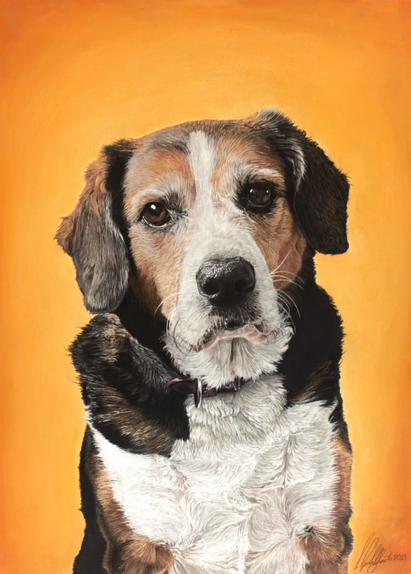 Stunning hyperreal pastel pet portrait of beagle dog on warm yellow background by Luke Goldfinch