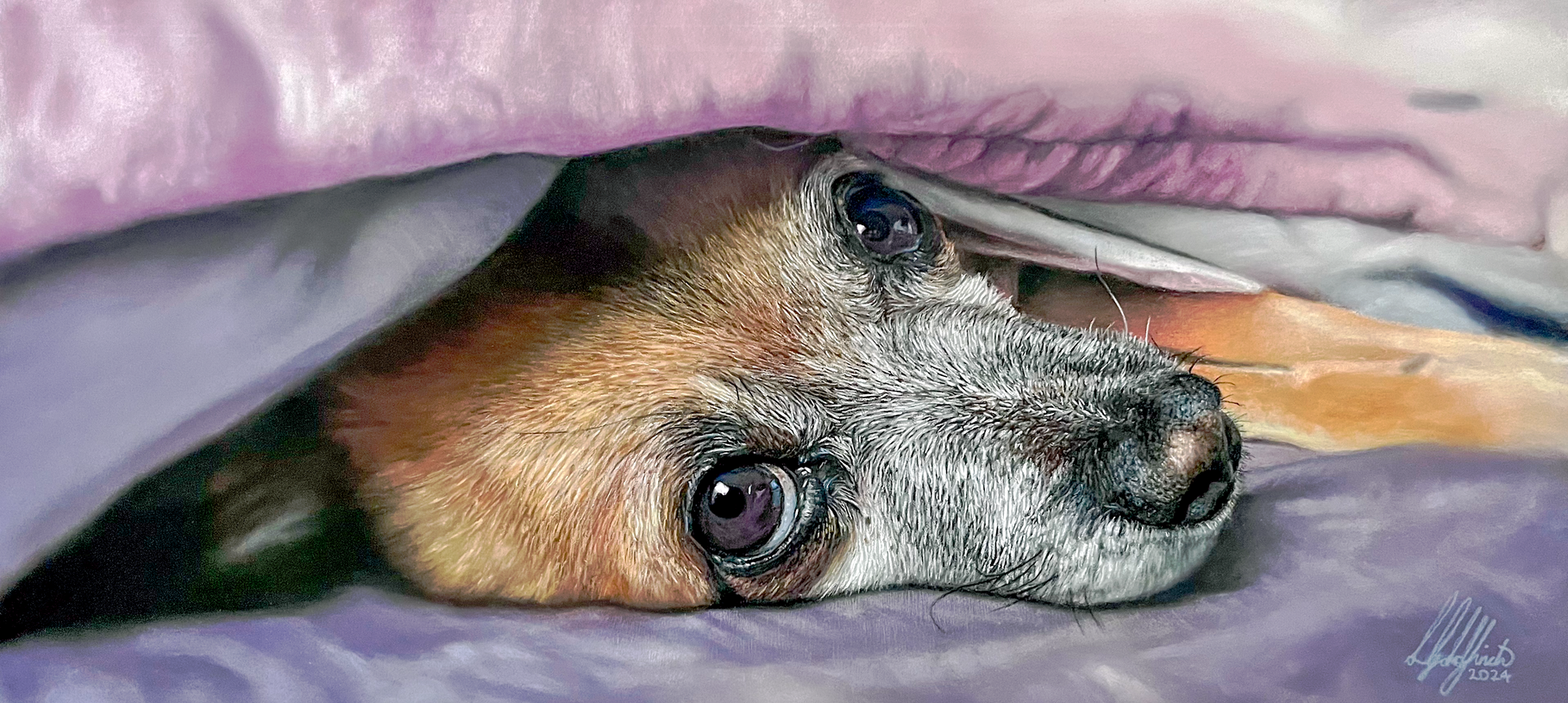 A highly realistic pastel portrait of Sookie the chihuahua cross tucked into pink blankets on a purple bedspread.