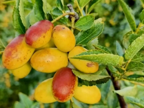 A Taiwanese farmer battles the effects of climate change from her jujube farm