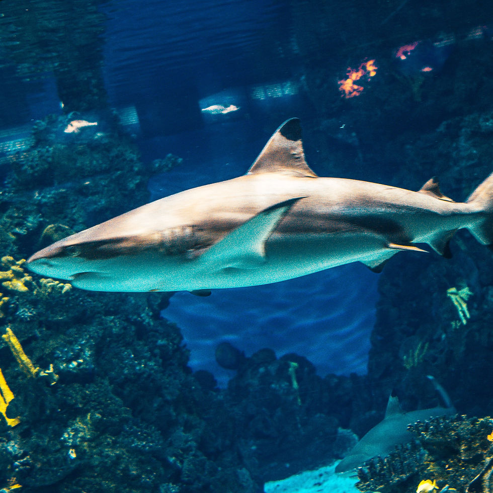 OdySea Aquarium