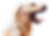 Blonde haired dog opening his mouth wide and showing his tongue facing the right side of the screen