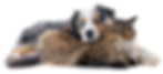 Blog Banner for Website Content (1)_edited.jpg